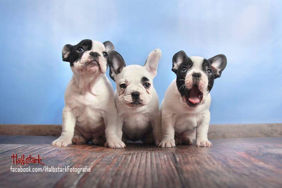 Dolores-Lou, Donar und Doro