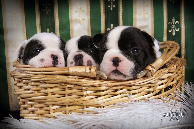 Betsy, Bailey und Ben